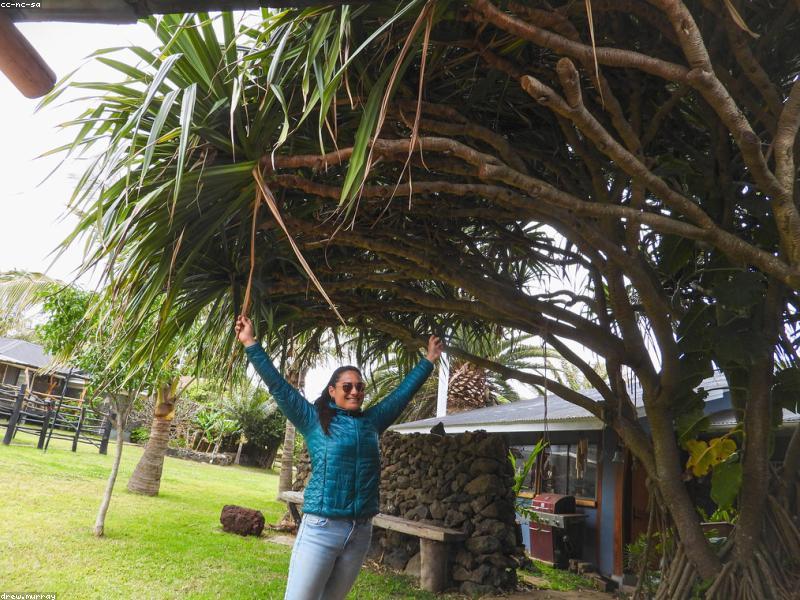 Hilltop Boomgardi Sadr City - Forest Room